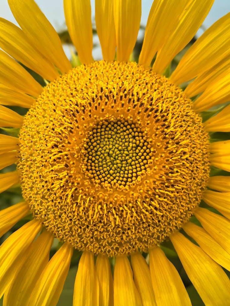 Spiritual Therapy and Guidance