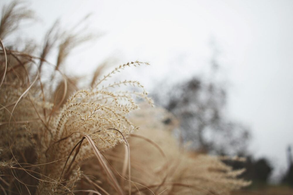Helping therapists, nurses and professionals with the loneliness of grief and loss Saskatchewan Psychotherapy online