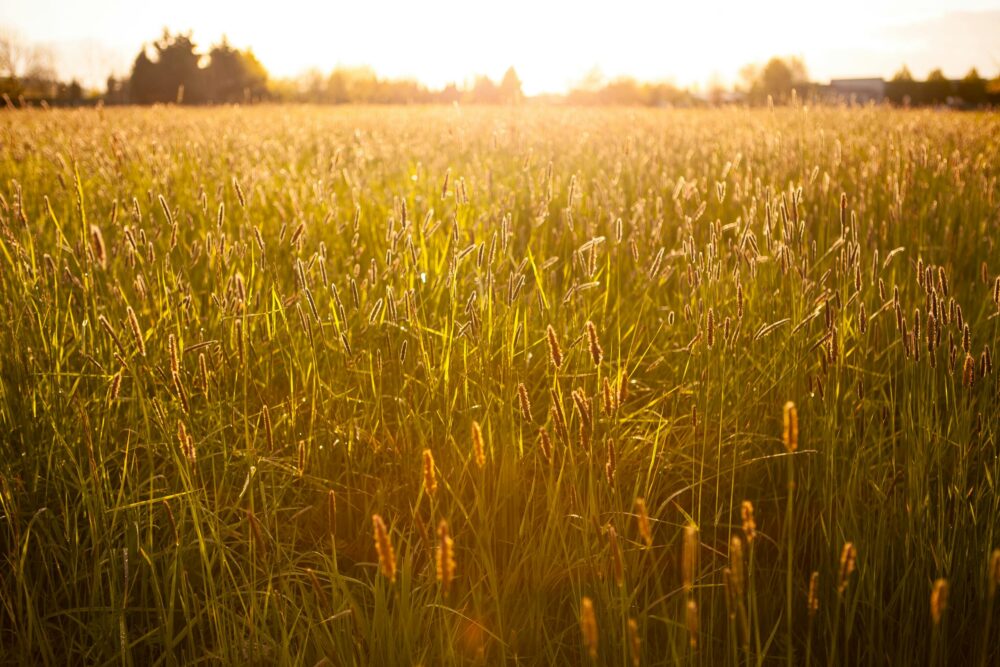 Helping therapists, nurses and professionals with the loneliness of grief and loss Spiritual Psychotherapy Saskatchewan